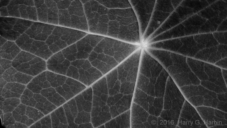 Nasturtium Leaf 6/20/2016